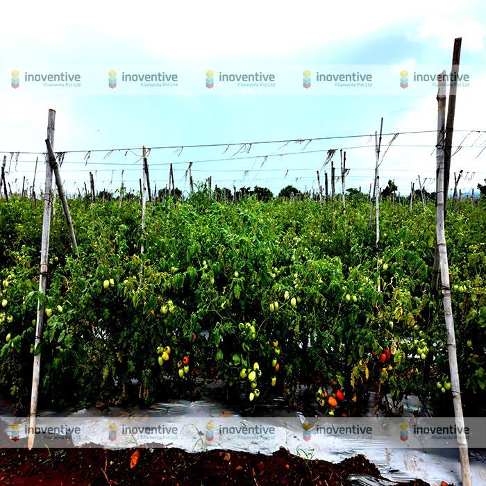 Agrosia PET wire for Tomato